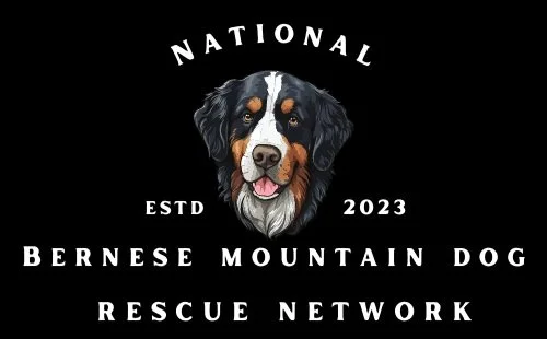 Great 2024 bernese rescue